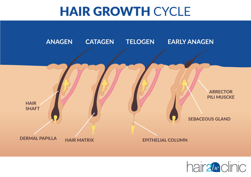 évolution de la perte de cheveux